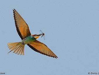 Animali 291